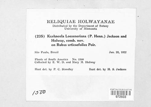 Kuehneola loeseneriana image